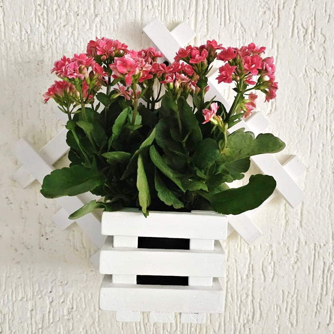 Wall Mounted Planter Stand -  Handcrafted with Single Plant Holder Stand - Diamond Shaped Planter For Indoor Plant Pots