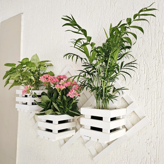 Wall Mounted Planter Stand -  Handcrafted with 3 Plant Holder Stand - For Indoor Plant Pots Stock